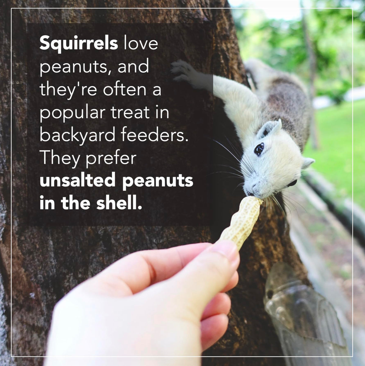 Raw Peanuts 25 LBS S138