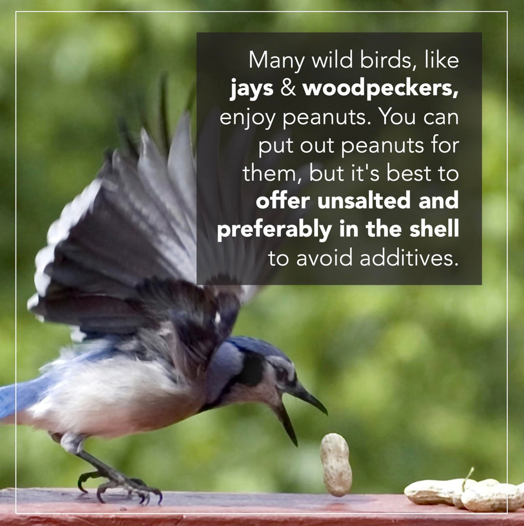 Raw Peanuts 25 LBS S138