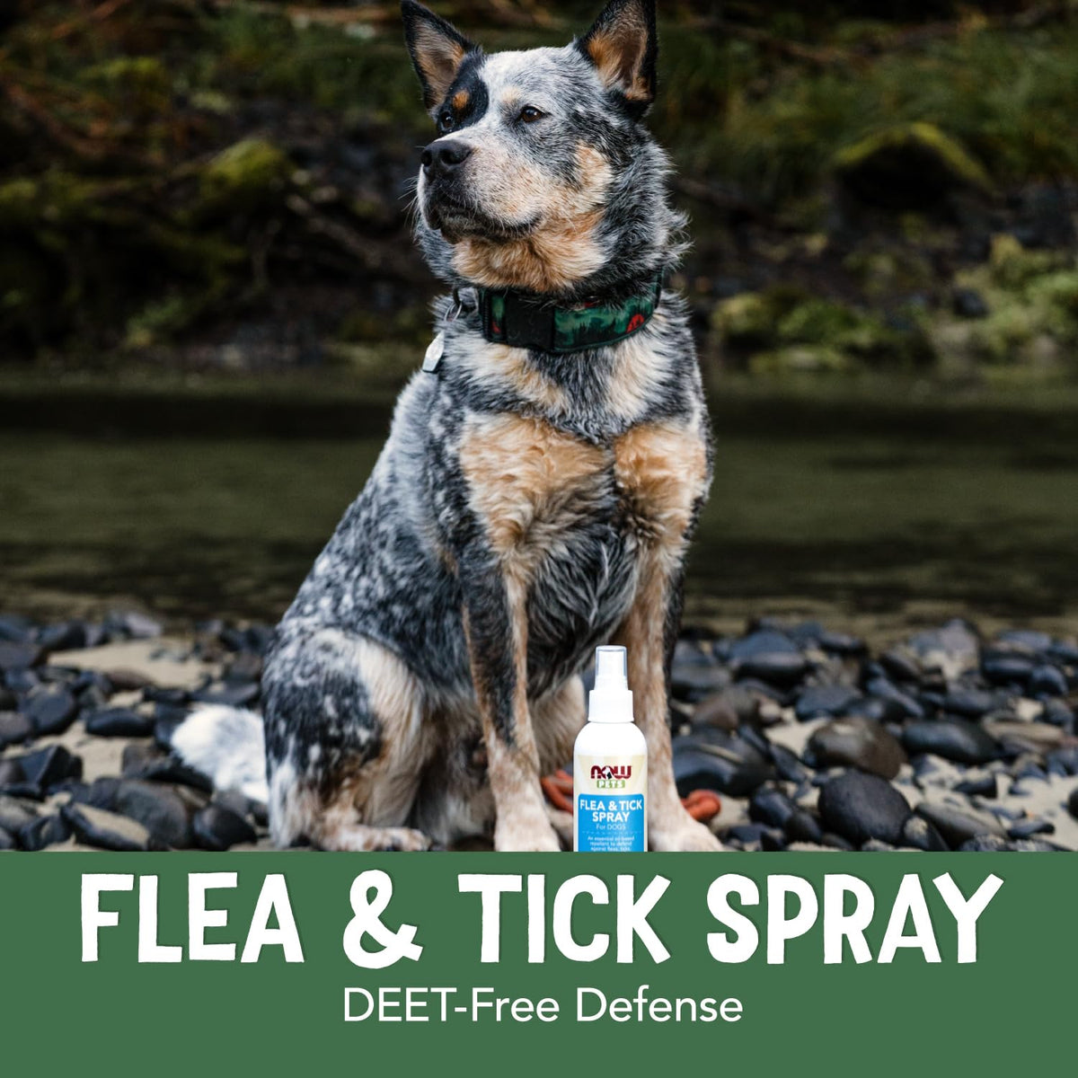 Flea and Tick Spray for Dogs 8-Ounce W853576
