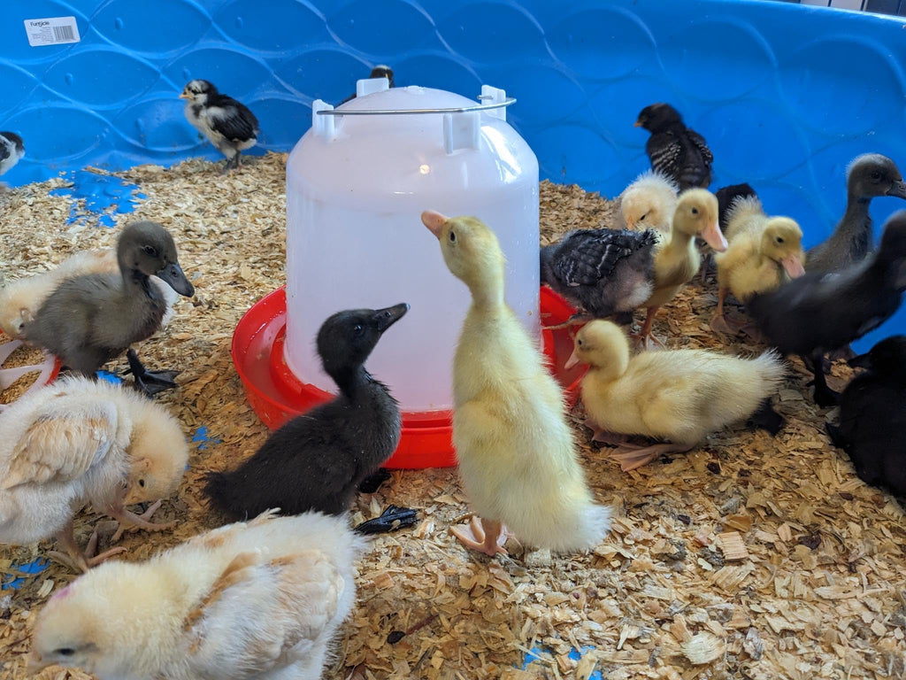 1.5-Gallon Poultry Waterer with Metal Handle S520