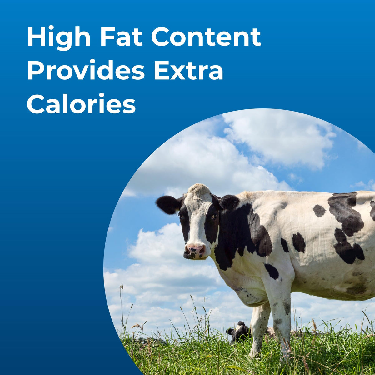 High Calorie Liquid Nutritional Supplement for Livestock 1 Gallon K228340