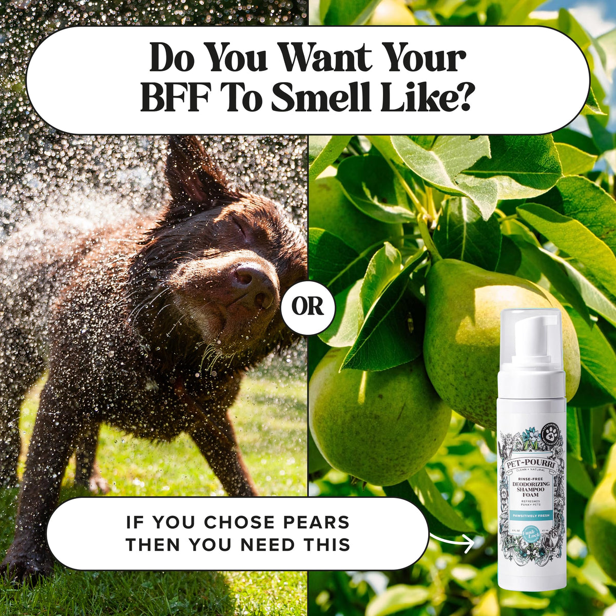 Rinse-Free Deodorizing Dry Shampoo for Dogs & Cats, 6 Fl Oz T724